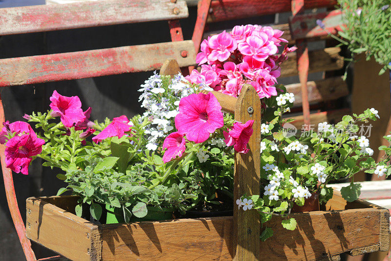 木篮窗框上的夏季花期床上植物的图案是粉红色的矮牵牛花，粉红色的天竺葵/天竺葵花或天竺葵，白色的蔓生植物，在阳光充足的情况下用作挂篮
